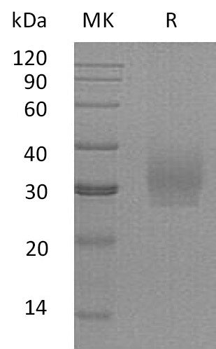 BL-0576NP: Greater than 95% as determined by reducing SDS-PAGE. (QC verified)Recombinant Human SDC2 Protein (C-6His)
