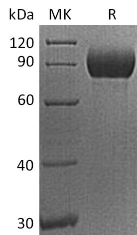 BL-2243NP: Greater than 95% as determined by reducing SDS-PAGE. (QC verified)Recombinant Human PVR Protein (C-Fc)