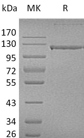 BL-0018NP: Greater than 95% as determined by reducing SDS-PAGE. (QC verified)Recombinant Human PECAM-1 Protein (C-Fc)
