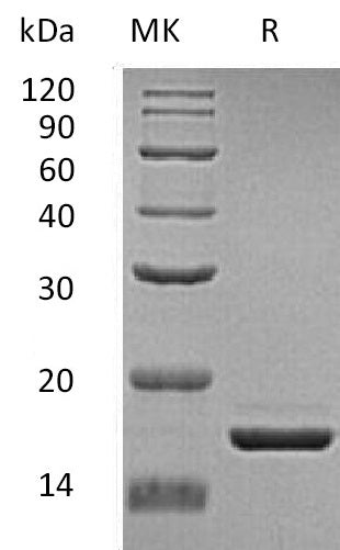 BL-0584NP: Greater than 95% as determined by reducing SDS-PAGE. (QC verified)Recombinant Human ZG16 Protein (C-6His)
