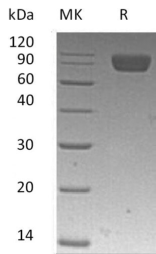 BL-0585NP: Greater than 95% as determined by reducing SDS-PAGE. (QC verified)