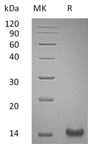 BL-0586NP: Greater than 95% as determined by reducing SDS-PAGE. (QC verified)Recombinant Human TFF1 Protein (C-6His)