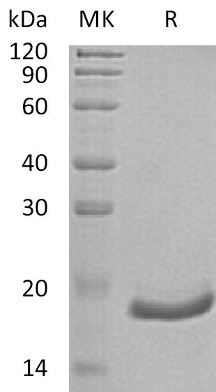 BL-0589NP: Greater than 95% as determined by reducing SDS-PAGE. (QC verified)Recombinant Human IFN alpha6 Protein (C-6His)