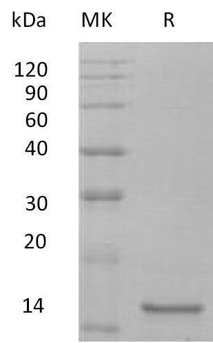 BL-1734NP: Greater than 95% as determined by SEC-HPLC. (Regularly tested)Recombinant Mouse IL-10 Protein