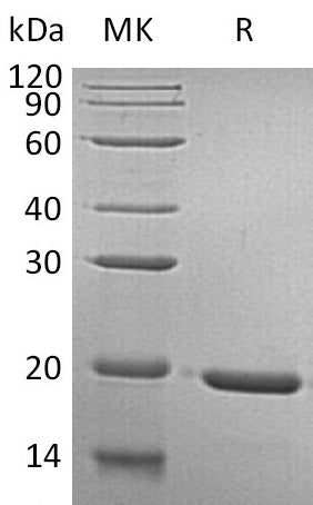 BL-1826NP: Greater than 95% as determined by reducing SDS-PAGE. (QC verified)Recombinant Human GH Protein