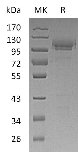 BL-0223NP: Greater than 90% as determined by reducing SDS-PAGE. (QC verified)Recombinant Mouse CADM1 Protein (C-Fc)