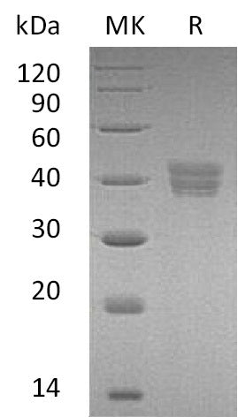 BL-1376NP: Greater than 95% as determined by reducing SDS-PAGE. (QC verified)Recombinant Human HTRA2 Protein (C-6His)