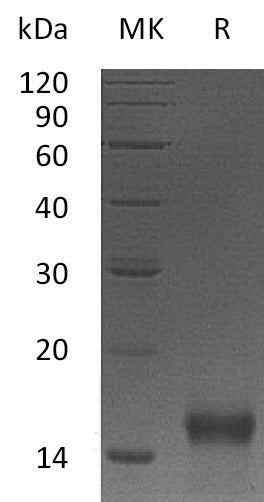 BL-0602NP: Greater than 95% as determined by reducing SDS-PAGE. (QC verified)