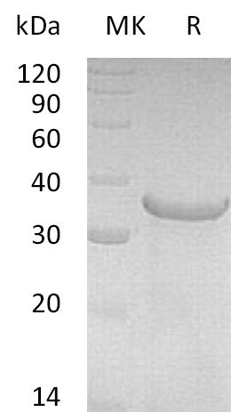 BL-1832NP: Greater than 85% as determined by reducing SDS-PAGE. (QC verified)