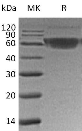 BL-2027NP: Greater than 95% as determined by reducing SDS-PAGE. (QC verified)