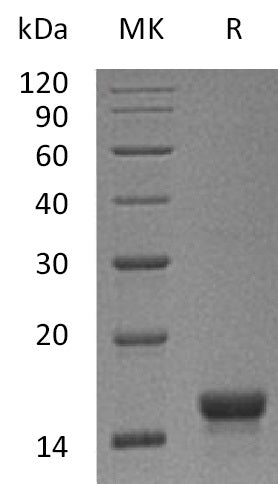 BL-1732NP: Greater than 95% as determined by reducing SDS-PAGE. (QC verified)