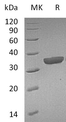 BL-1377NP: Greater than 95% as determined by reducing SDS-PAGE. (QC verified)Recombinant Mouse GZMB Protein (C-6His)