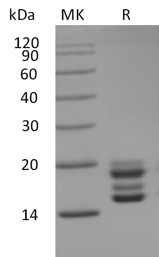 BL-0607NP: Greater than 95% as determined by reducing SDS-PAGE. (QC verified)