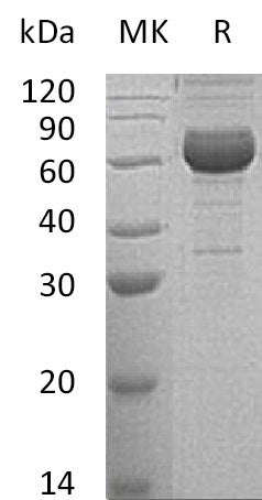 BL-0020NP: Greater than 95% as determined by reducing SDS-PAGE. (QC verified)