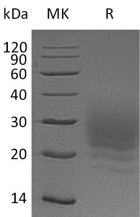 BL-1232NP: Greater than 95% as determined by reducing SDS-PAGE. (QC verified)Recombinant Human BOC Protein (C-6His)