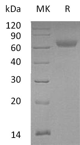 BL-0236NP: Greater than 95% as determined by reducing SDS-PAGE. (QC verified)Recombinant Mouse ANGPTL4 Protein (C-Fc)