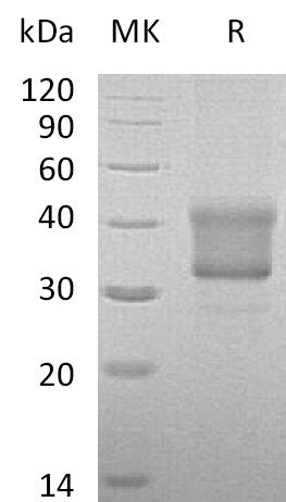 BL-2763NP: Greater than 95% as determined by reducing SDS-PAGE. (QC verified)