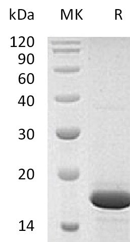 BL-1721NP: Greater than 95% as determined by reducing SDS-PAGE. (QC verified)