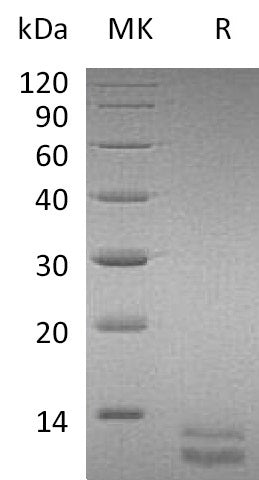 BL-0616NP: Greater than 95% as determined by reducing SDS-PAGE. (QC verified)Recombinant Mouse CXCL1 Protein (C-6His)