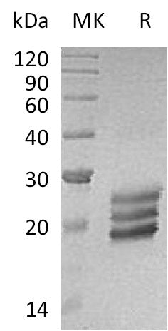 BL-2545NP: Greater than 95% as determined by reducing SDS-PAGE. (QC verified)