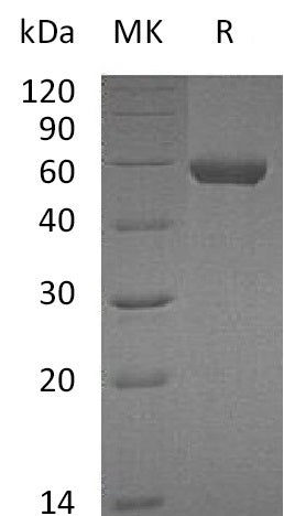 BL-0611NP: Greater than 95% as determined by reducing SDS-PAGE. (QC verified)Recombinant Mouse CPM Protein (C-6His)