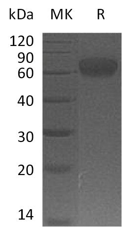 BL-0023NP: Greater than 95% as determined by reducing SDS-PAGE. (QC verified)Recombinant Human VISTA Protein (C-Fc)