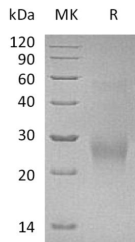 BL-0615NP: Greater than 95% as determined by reducing SDS-PAGE. (QC verified)Recombinant Human CDK2AP2 Protein (C-6His)