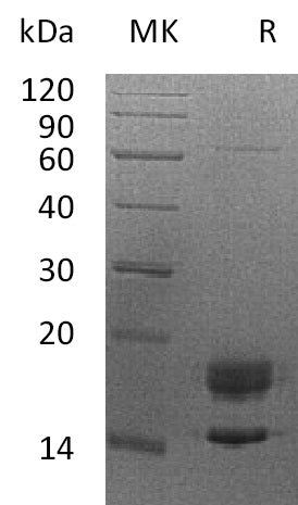 BL-0622NP: Greater than 95% as determined by reducing SDS-PAGE. (QC verified)Recombinant Human MPZ Protein (C-6His)