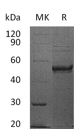 BL-0024NP: Greater than 95% as determined by reducing SDS-PAGE. (QC verified)Recombinant Human HVEM Protein (C-Fc)