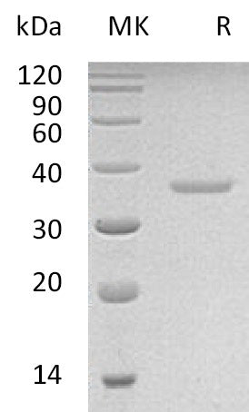 BL-0623NP: Greater than 95% as determined by reducing SDS-PAGE. (QC verified)Recombinant Human PRPS2 Protein (C-6His)