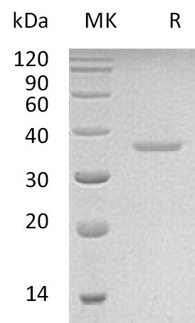 BL-0623NP: Greater than 95% as determined by reducing SDS-PAGE. (QC verified)