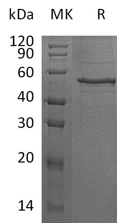 BL-1834NP: Greater than 70% as determined by reducing SDS-PAGE. (QC verified)Recombinant Human ANGPTL8 Protein (N-Fc)