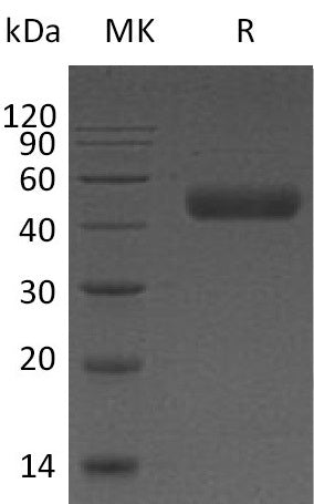 BL-1234NP: Greater than 95% as determined by reducing SDS-PAGE. (QC verified)