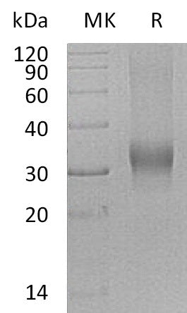 BL-1380NP: Greater than 95% as determined by reducing SDS-PAGE. (QC verified)Recombinant Human BMPG Protein (C-6His)