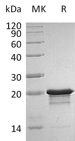 BL-2874NP: Greater than 95% as determined by reducing SDS-PAGE. (QC verified)
