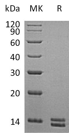 BL-2564NP: Greater than 95% as determined by reducing SDS-PAGE. (QC verified)