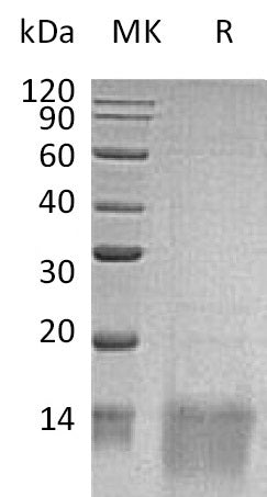 BL-1835NP: Greater than 95% as determined by reducing SDS-PAGE. (QC verified)Recombinant Human/Mouse/Rat GDF-11 Protein
