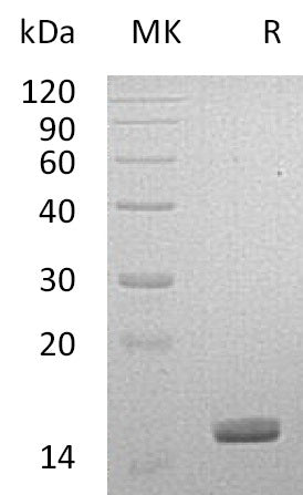 BL-1379NP: Greater than 95% as determined by reducing SDS-PAGE. (QC verified)