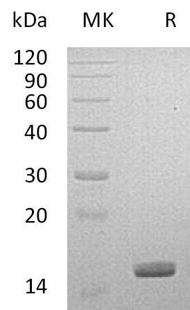 BL-1379NP: Greater than 95% as determined by reducing SDS-PAGE. (QC verified)Recombinant Human LGALS14 Protein (C-6His)