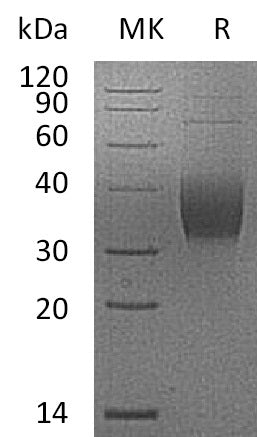 BL-1206NP: Greater than 95% as determined by reducing SDS-PAGE. (QC verified)