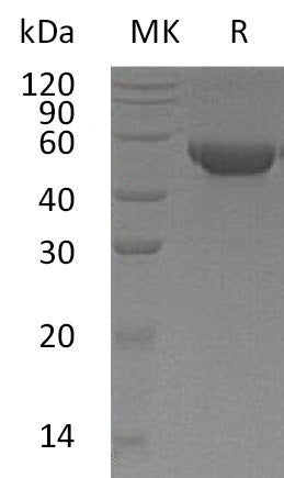 BL-1383NP: Greater than 95% as determined by reducing SDS-PAGE. (QC verified)Recombinant Human MGAT2 Protein (C-6His)