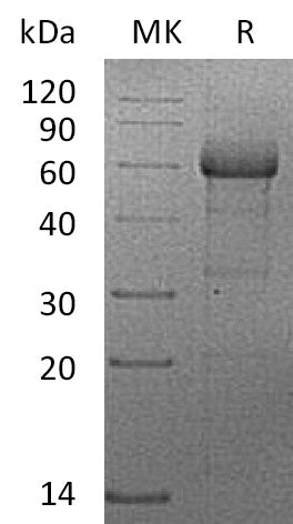 BL-2012NP: Greater than 95% as determined by reducing SDS-PAGE. (QC verified)Recombinant Human TNF RII Protein (C-mFc)
