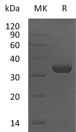 BL-0629NP: Greater than 95% as determined by reducing SDS-PAGE. (QC verified)Recombinant Human VIP36 Protein (C-6His)