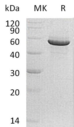 BL-1385NP: Greater than 95% as determined by reducing SDS-PAGE. (QC verified)Recombinant Human PACSIN1 Protein (C-6His)