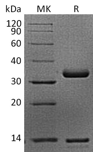 BL-1836NP: Greater than 95% as determined by reducing SDS-PAGE. (QC verified)