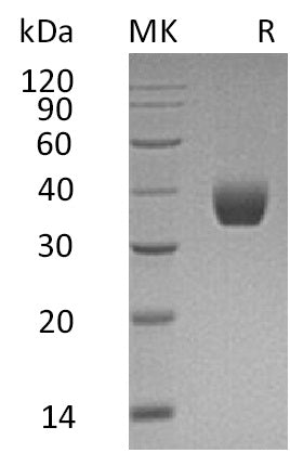 BL-1444NP: Greater than 95% as determined by reducing SDS-PAGE. (QC verified)Recombinant Human PPT1 Protein (C-6His)