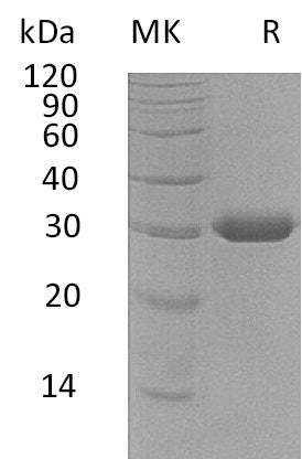 BL-0759NP: Greater than 95% as determined by reducing SDS-PAGE. (QC verified)Recombinant Human BTN3A3 Protein (C-6His)