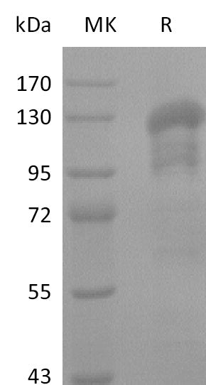 BL-1849NP: Greater than 95% as determined by reducing SDS-PAGE. (QC verified)