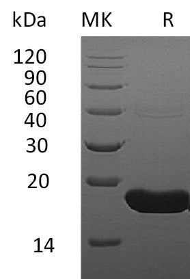 BL-0761NP: Greater than 95% as determined by reducing SDS-PAGE. (QC verified)