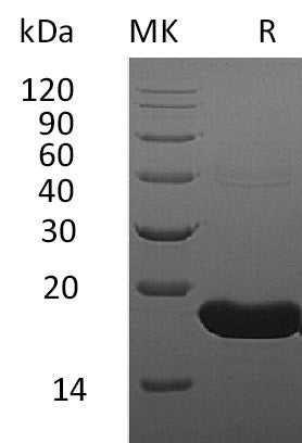 BL-0761NP: Greater than 95% as determined by reducing SDS-PAGE. (QC verified)Recombinant Human IFN alpha1 Protein (C-6His)